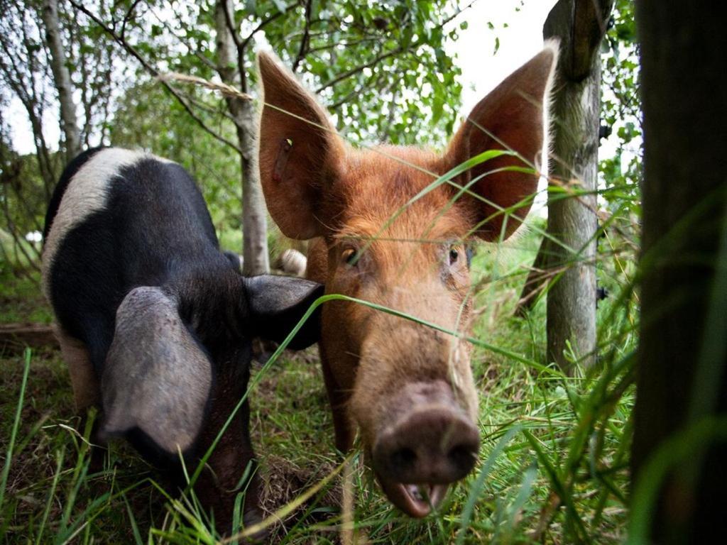 Ballylagan Organic Farm Straid  Extérieur photo